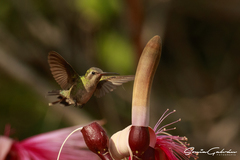 Cynanthus latirostris