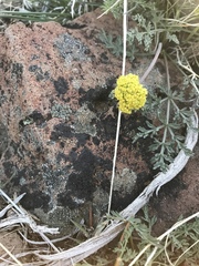 Lomatium austiniae