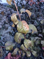 Magnoliopsida