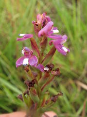 Disa stachyoides