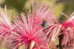 Cynanthus latirostris