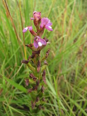 Disa stachyoides