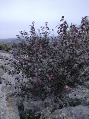 Magnoliopsida
