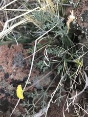 Lomatium austiniae