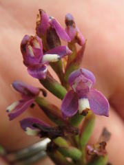 Disa stachyoides