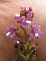 Disa stachyoides