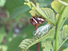 Blepharida