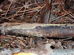 Trichoderma flavipes