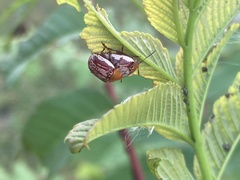 Blepharida