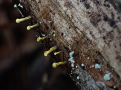 Trichoderma flavipes