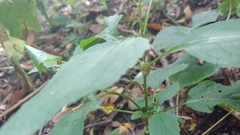 Neolasioptera eupatorii