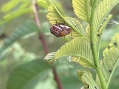 Blepharida