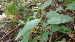 Neolasioptera eupatorii