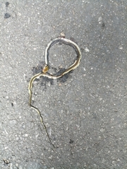 Dendrelaphis tristis