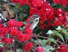 Zonotrichia capensis