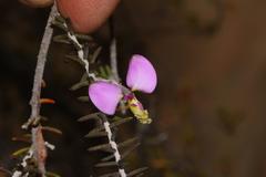 Polygala teretifolia