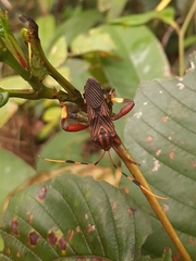 Spathophora biclavata