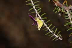Polygala teretifolia