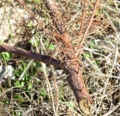 Serruria foeniculacea