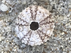 Echinometra lucunter