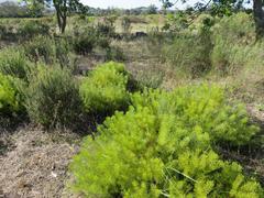 Serruria foeniculacea