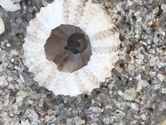 Echinometra lucunter