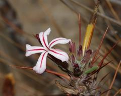 Pachypodium succulentum