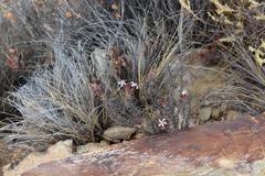 Pachypodium succulentum