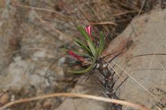 Pachypodium succulentum