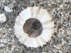 Echinometra lucunter