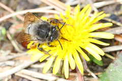 Anthophora villosula