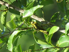 Abisares viridipennis