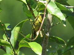 Abisares viridipennis