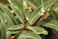 Aceria hippophaena