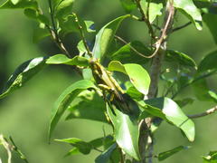Abisares viridipennis