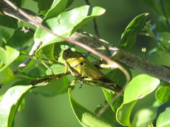 Abisares viridipennis