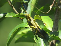 Abisares viridipennis