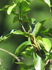 Abisares viridipennis