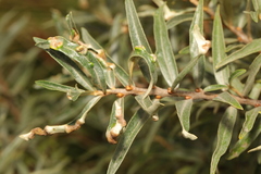 Aceria hippophaena