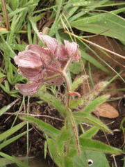 Asclepias cultriformis