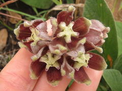 Asclepias cultriformis