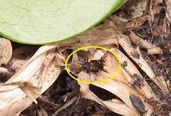 Tetragonoderus sericatus