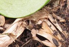 Tetragonoderus sericatus