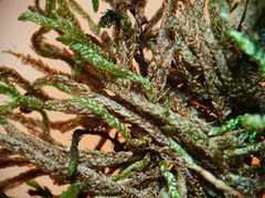 Rhynchostegium murale