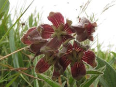 Asclepias cultriformis