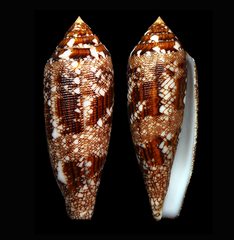Conus aureus