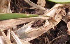 Tetragonoderus sericatus