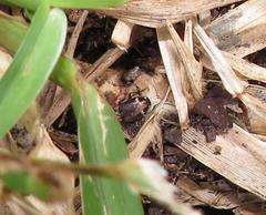 Tetragonoderus sericatus