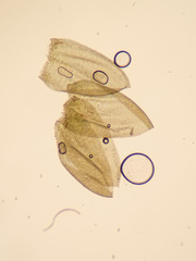 Rhynchostegium murale