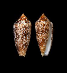 Conus aureus